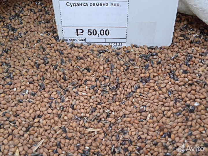 Семена кормовой свеклы Бригадир (Германия)