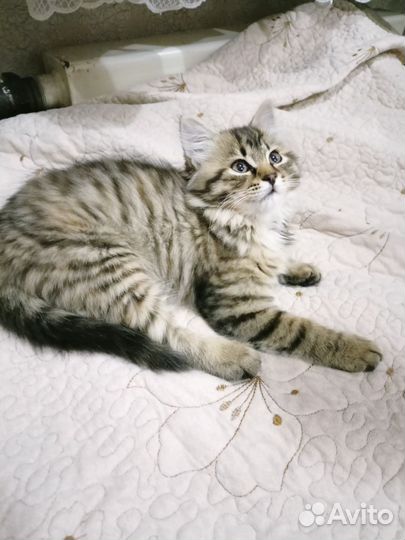 Сибирская кошка