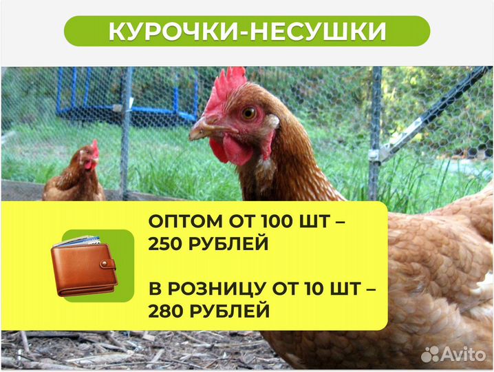 Куры несушки с агрофермы