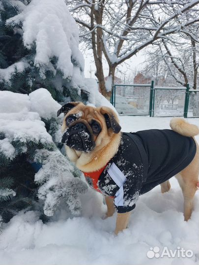 Мопс вязка мальчик