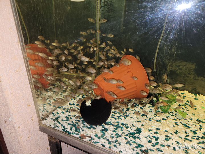 Манагуанская цихлозома