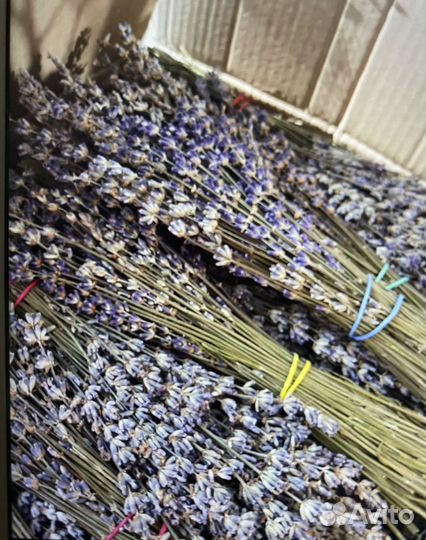Лаванда Сухоцвет (урожай 2022г)