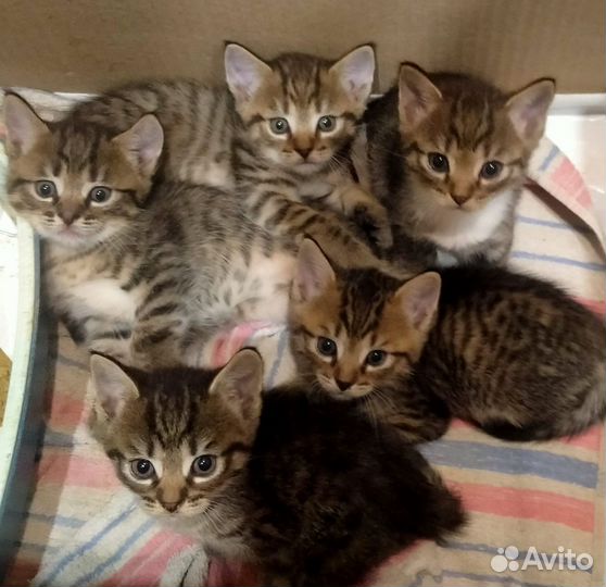 Котята в добрые руки