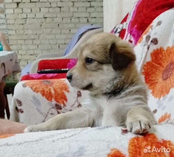 Лора ищет дом