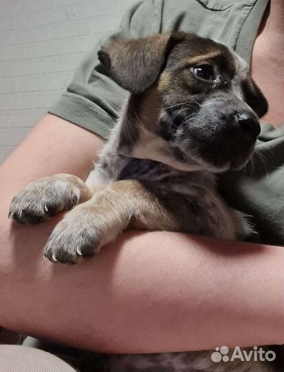 Щенок в добрые руки