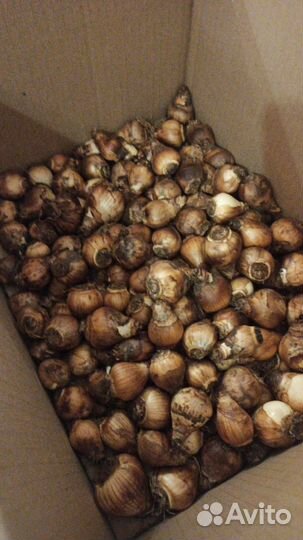 Луковицы нарциссов