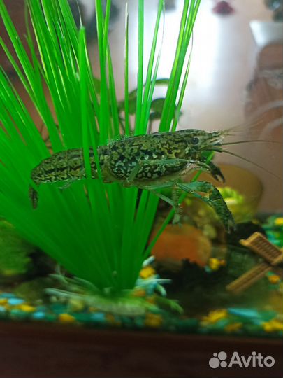 Рак аквариумный