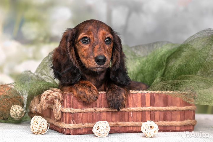 Тигровая такса