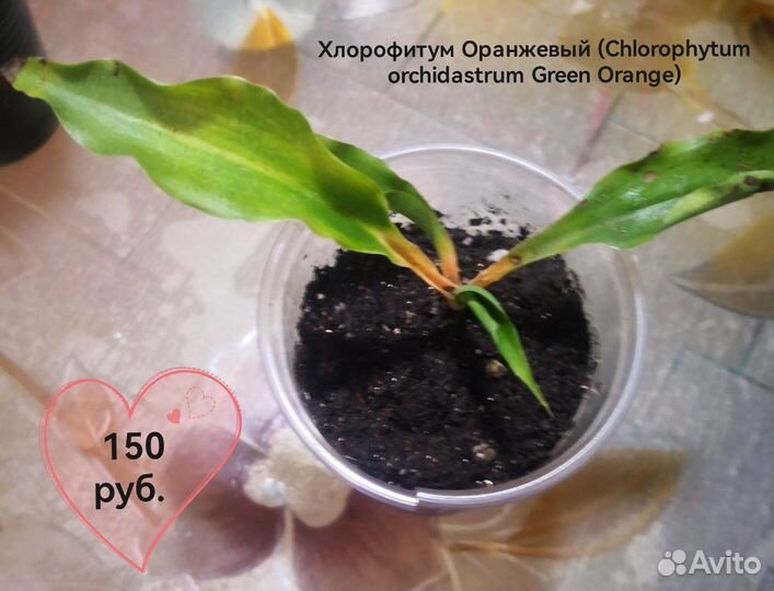 Хлорофитум грин оранж