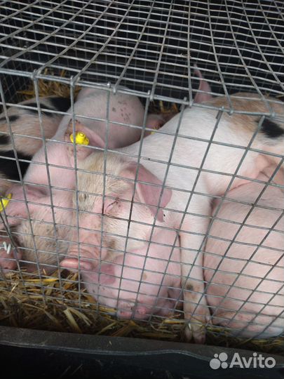 Поросята