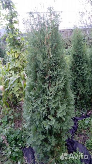 Туя колумна