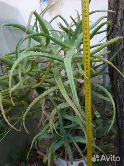 Алоэ столетник