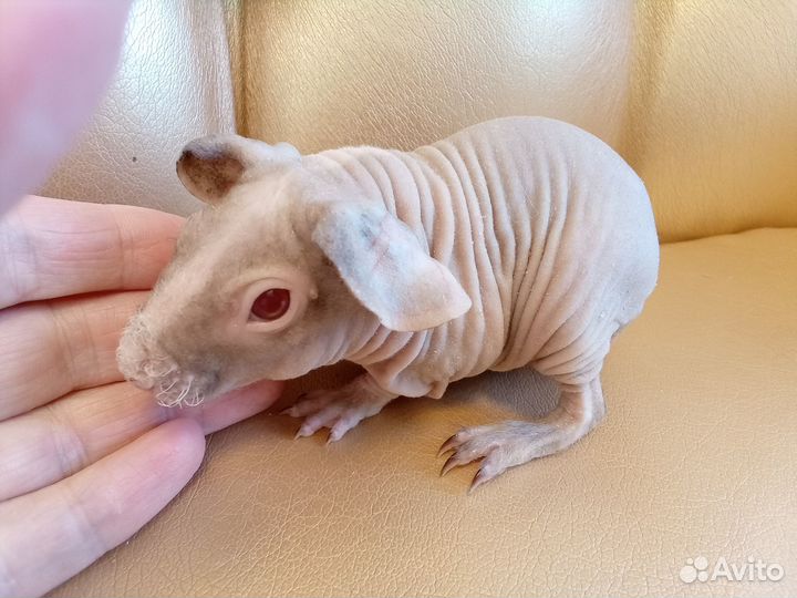 Морские свинки голые малыши с доставкой на адрес