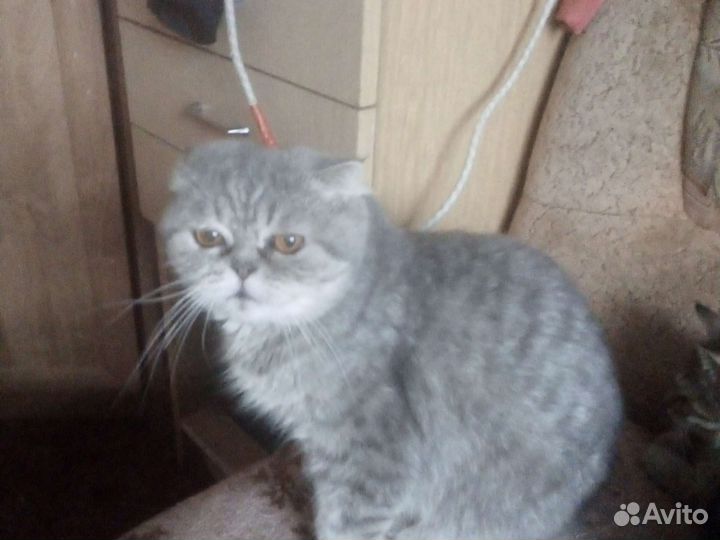 Кошки породистые бесплатно