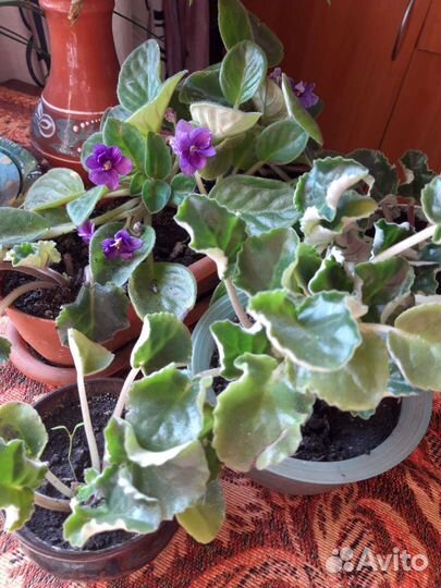 Комнатные цветы фиалки