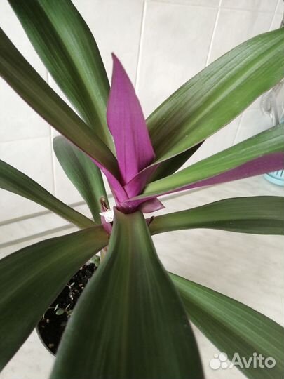 Рео. Гинура.Комнатные цветы