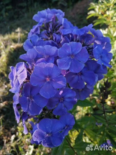 Флоксы сортовые