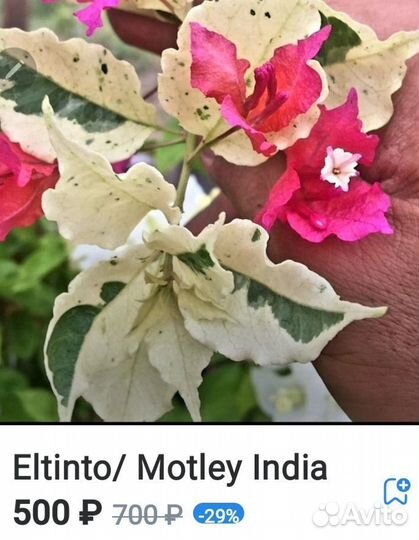 Бугенвиллия.бегония