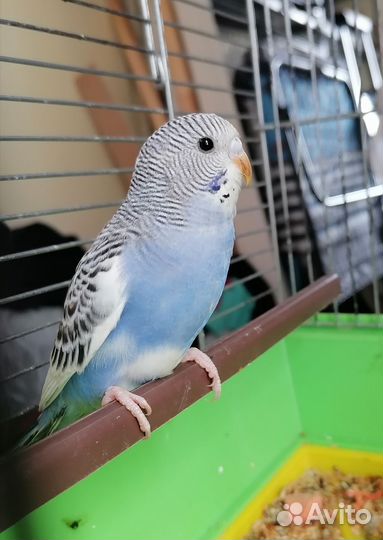 Птенец волнистого попугая