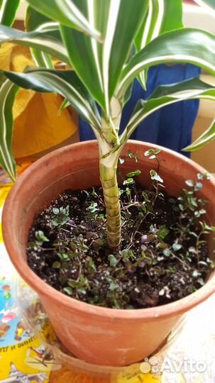 Пальма драцена