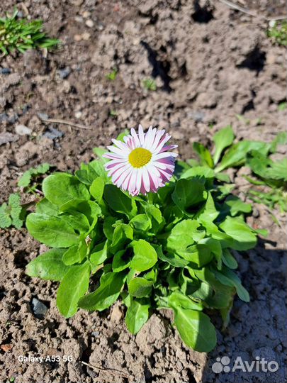 Маргаритки