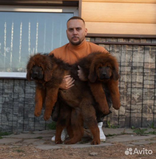 Мастифа тибетского щенков китайских премиум-линий