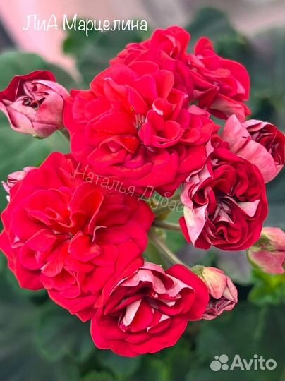 Пеларгония герань