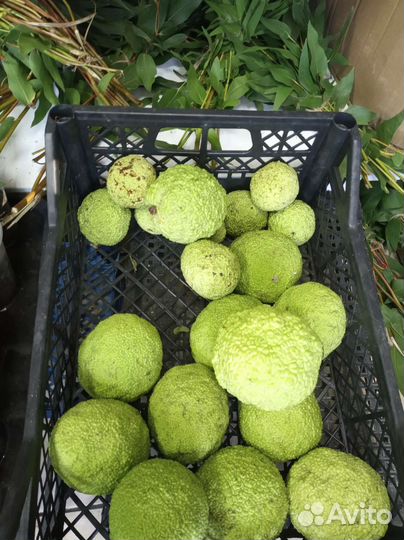 Лавровый лист,специи Абхазии