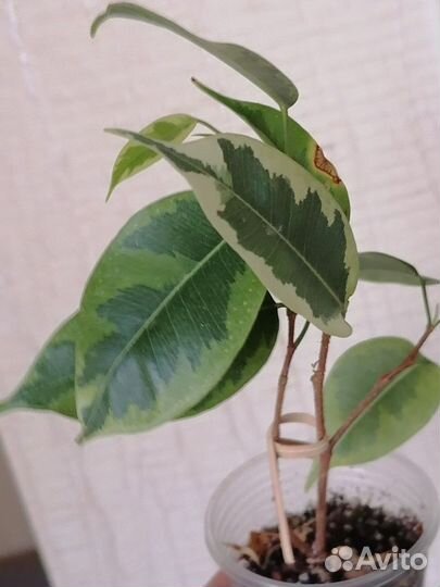 Фикус бенджамина голден кинг
