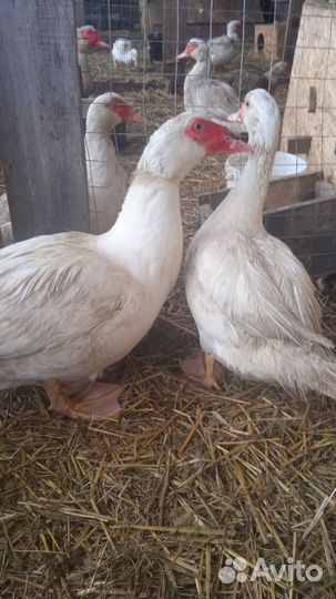 Инкубационное яйцо индоуток тяжёлой линии