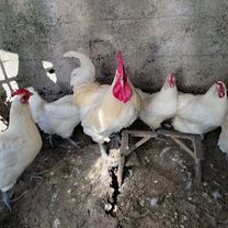 Ия цесарки, сусексов, барковской, брессов, Сочи