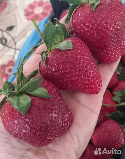 Клубника ремонтантная,Малина,Смородина,Крыжовник