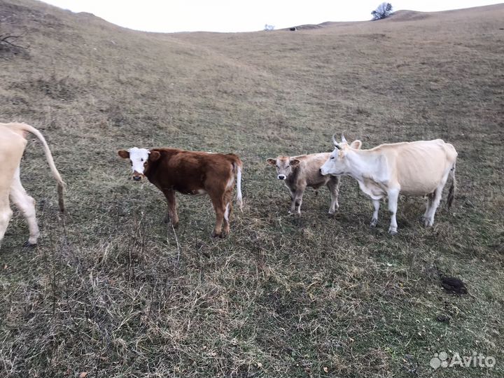 Продажа телят