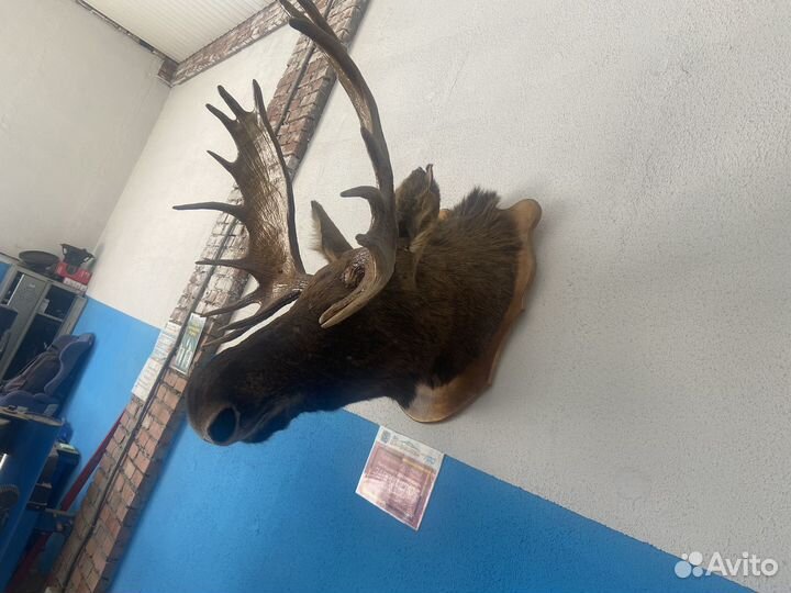 Чучело головы лося