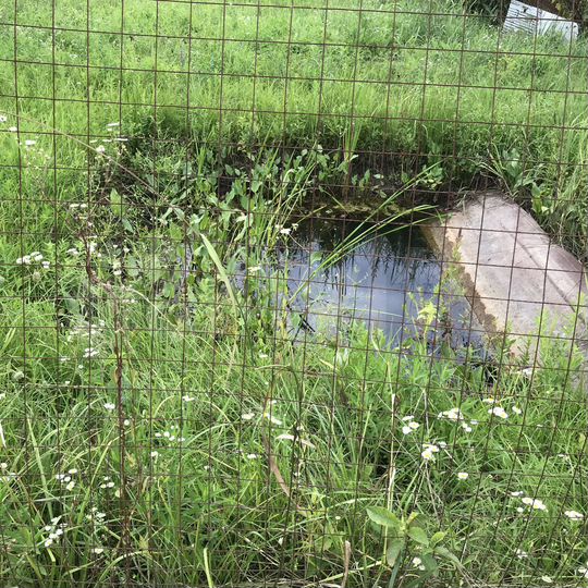 Участок 5,6 сот. (СНТ, ДНП)