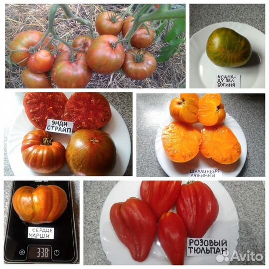 Продам коллекционные семена томатов