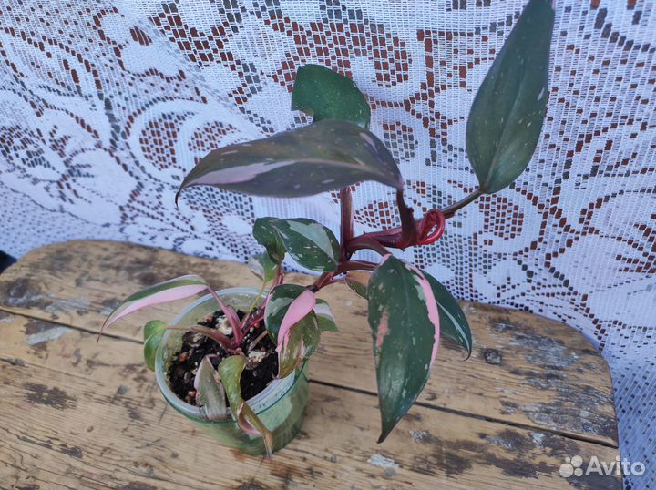 Филодендрон розовая принцесса