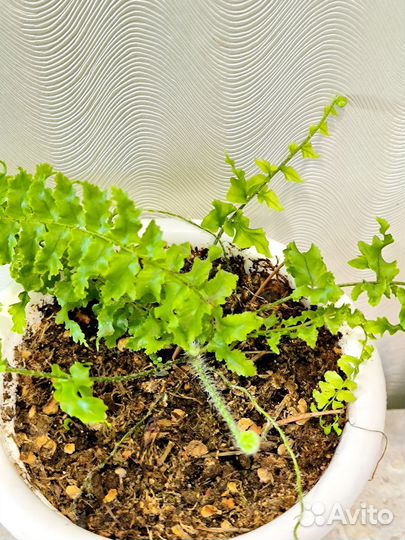 Папоротник комнатный кудрявый