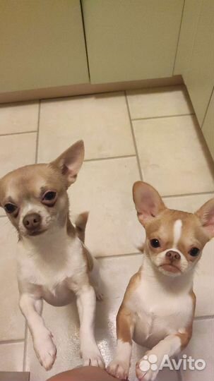 Щенки чихуахуа девочки