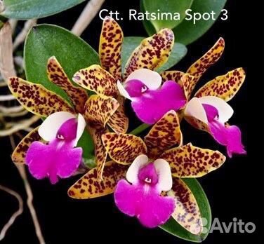 Rlc. 8 сортов подростки