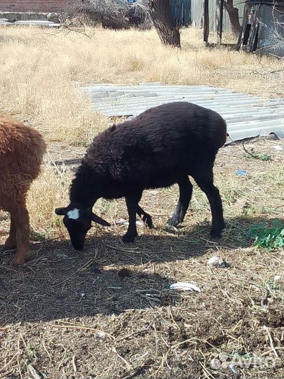 Овцы бараны ягнята