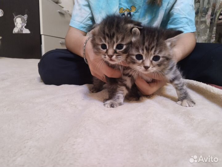 Кошки породистые