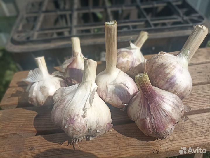 Чеснок домашний сортовой (крупный)