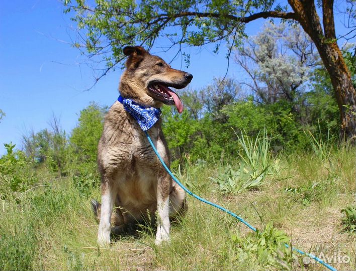 Собака Лёля