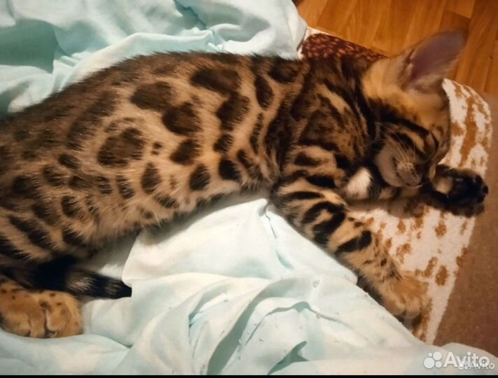 Бенгальская