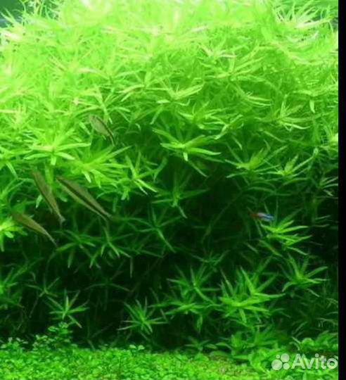 Аквариумные растения рыбки креветки