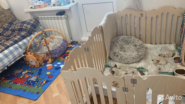 Клетка вольер для кошек загон