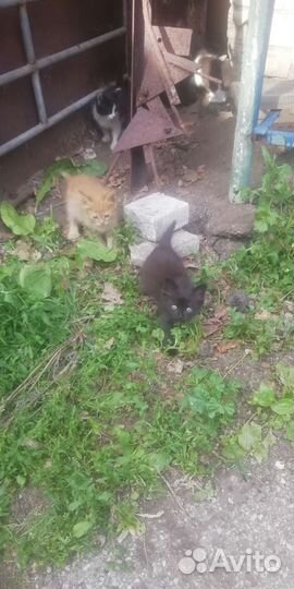 Котята от лесных кошек