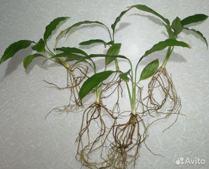 Спатифиллум (