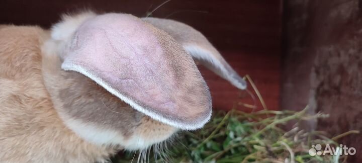 Кролики великаны